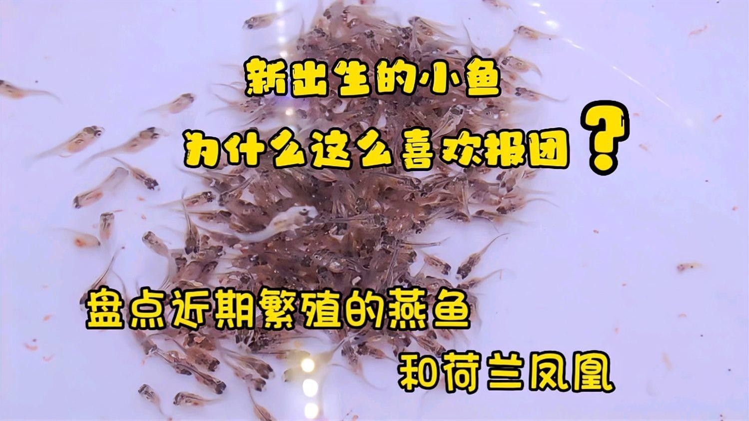 繁殖缸多久換一次水？