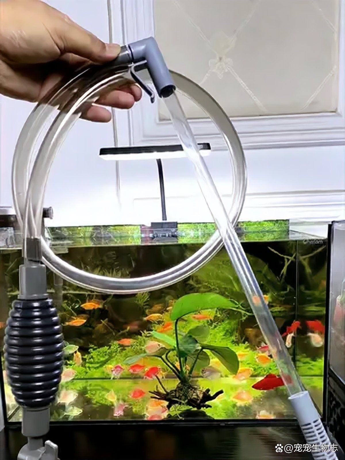 繁殖缸多久換一次水？ 繁殖缸多久換一次水？ 龍魚百科 第8張