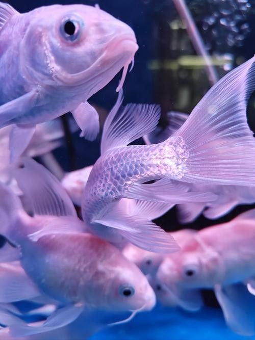 百藝城觀賞魚市場有哪些特色魚類