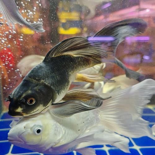 百藝城觀賞魚市場有哪些特色魚類