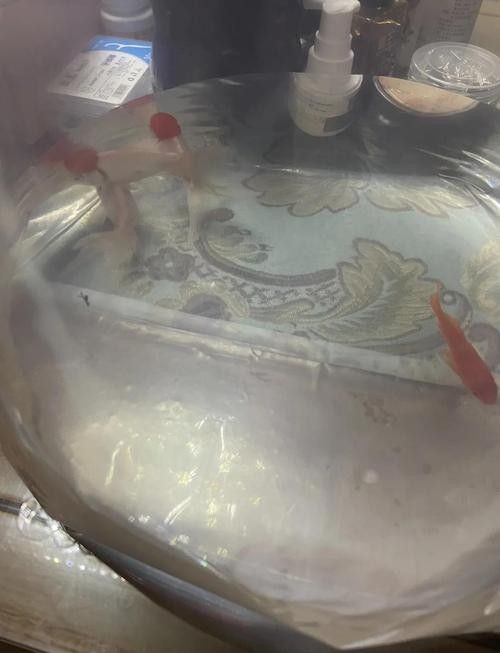 百藝城觀賞魚市場有哪些特色魚類