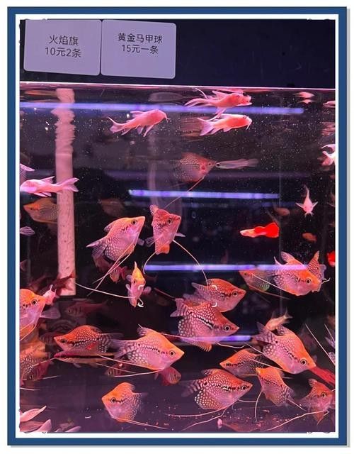 百藝城觀賞魚市場有哪些特色魚類