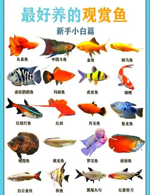 百藝城觀賞魚市場有哪些特色魚類