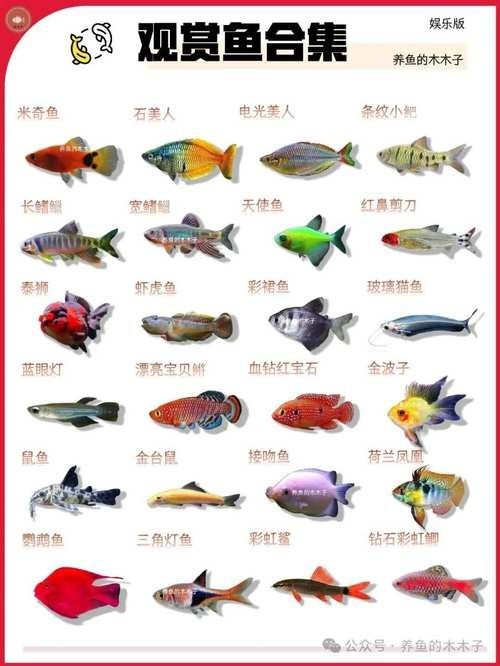 百藝城觀賞魚市場有哪些特色魚類