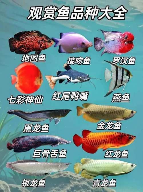 百藝城觀賞魚市場有哪些特色魚類