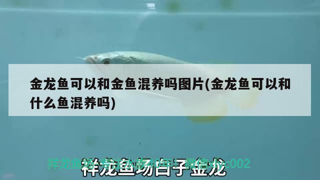 金龍魚可以和金魚混養嗎圖片(金龍魚可以和什么魚混養嗎)（金龍魚可以和什么魚混養嗎）
