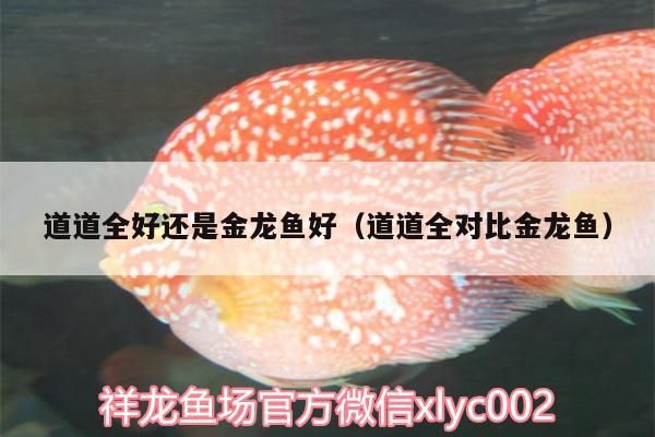 道道全好還是金龍魚(yú)好（道道全對(duì)比金龍魚(yú)）