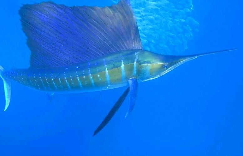 詳細閱讀:如何找到高清的海里小龍魚圖片 如何找到高清的海里小龍魚圖片
