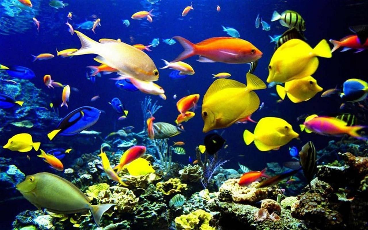 如何找到高清的海里小龍魚圖片