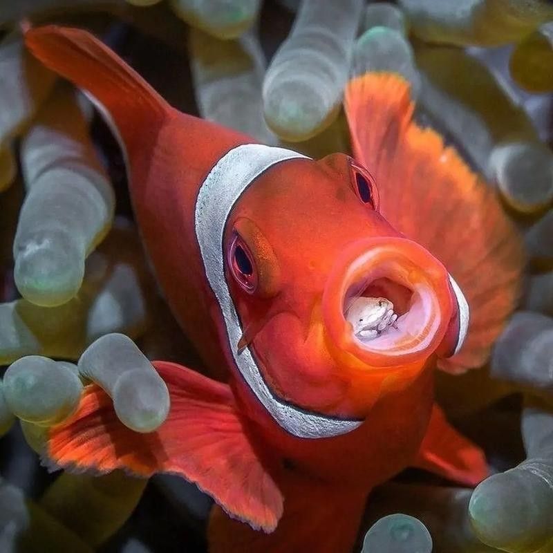 如何找到高清的海里小龍魚圖片
