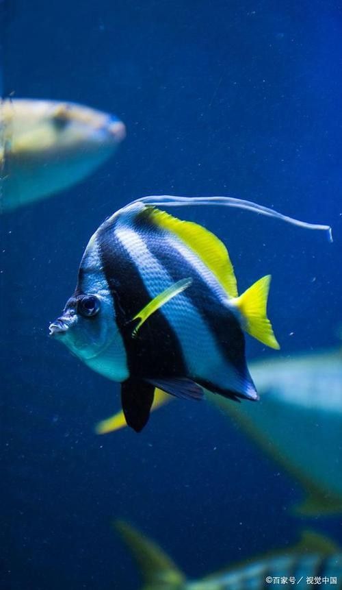 如何找到高清的海里小龍魚圖片