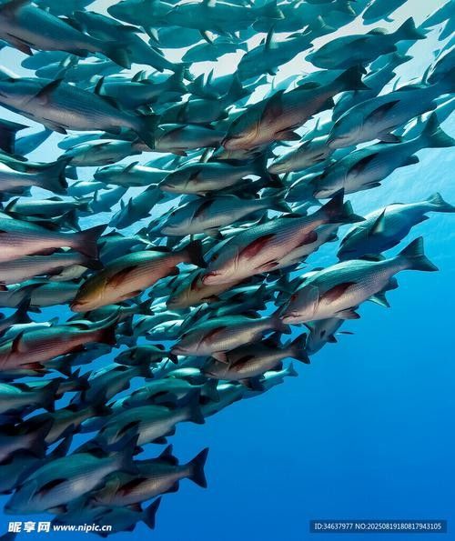 如何找到高清的海里小龍魚圖片