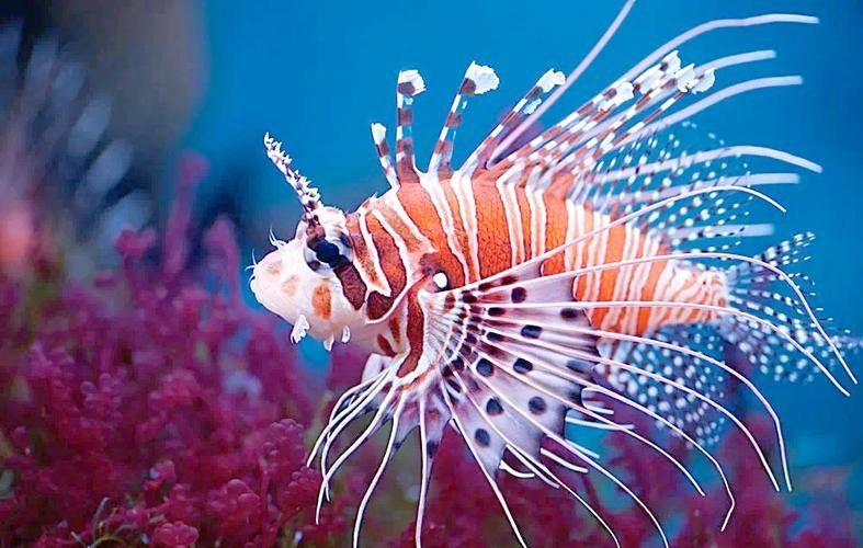 如何找到高清的海里小龍魚圖片