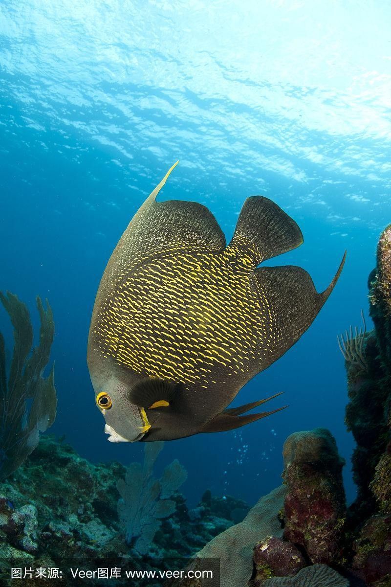如何找到高清的海里小龍魚圖片