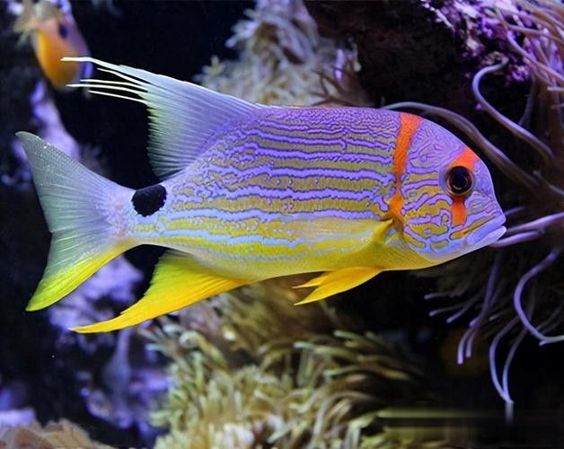 如何找到高清的海里小龍魚圖片