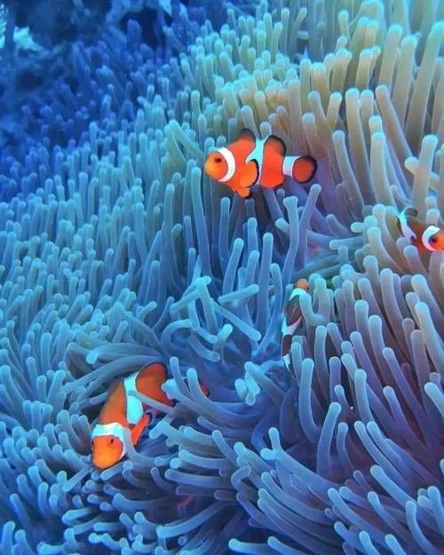 如何找到高清的海里小龍魚圖片