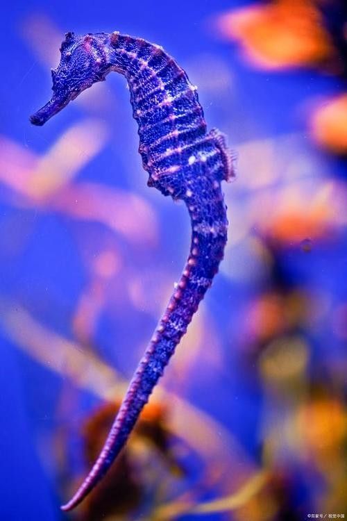 如何找到高清的海里小龍魚圖片