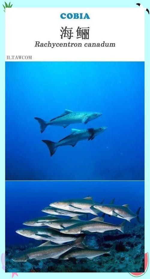 如何找到高清的海里小龍魚圖片