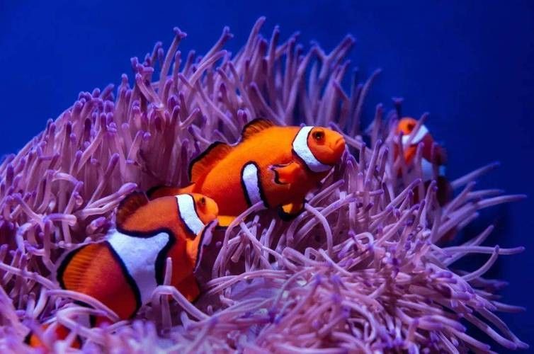 如何找到高清的海里小龍魚圖片