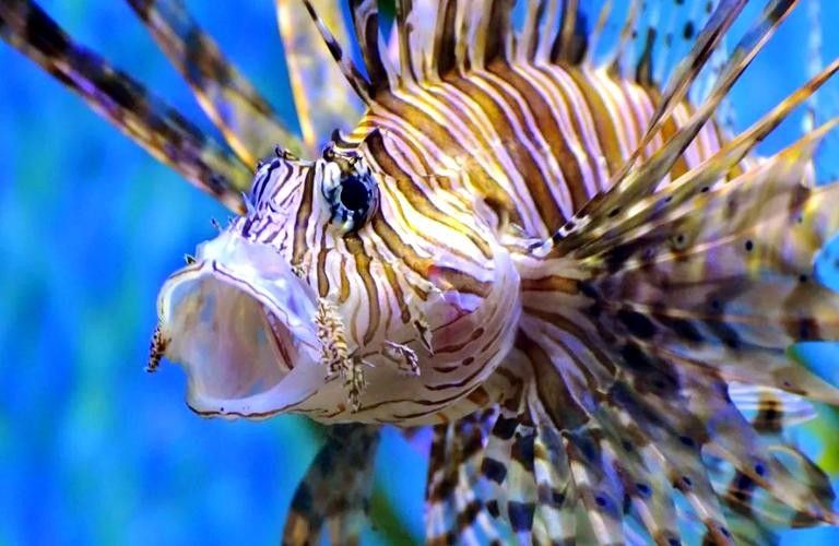 如何找到高清的海里小龍魚圖片