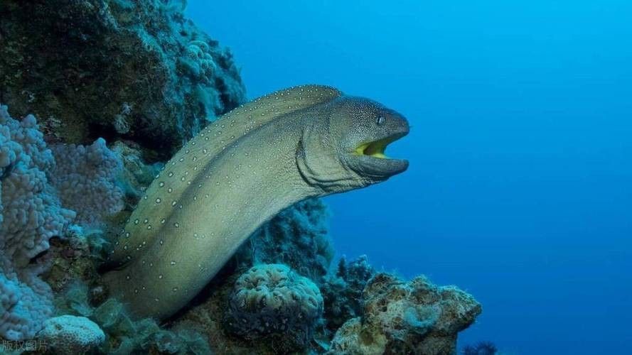 如何找到高清的海里小龍魚圖片