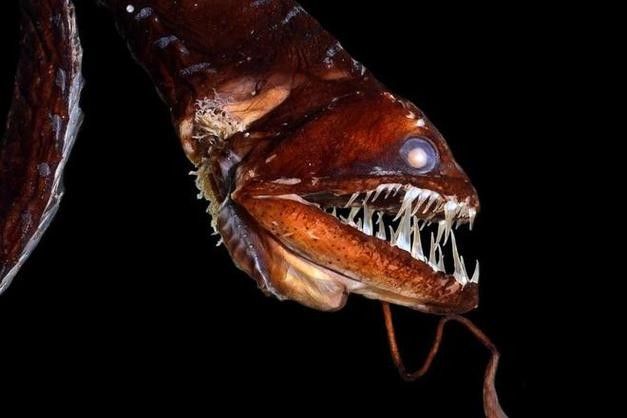 如何找到高清的海里小龍魚圖片
