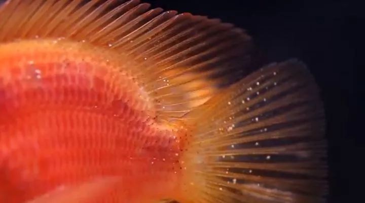 北京哪家醫院擅長做龍魚手術（北京動物園動物醫院（北京動物園動物園動物醫院））