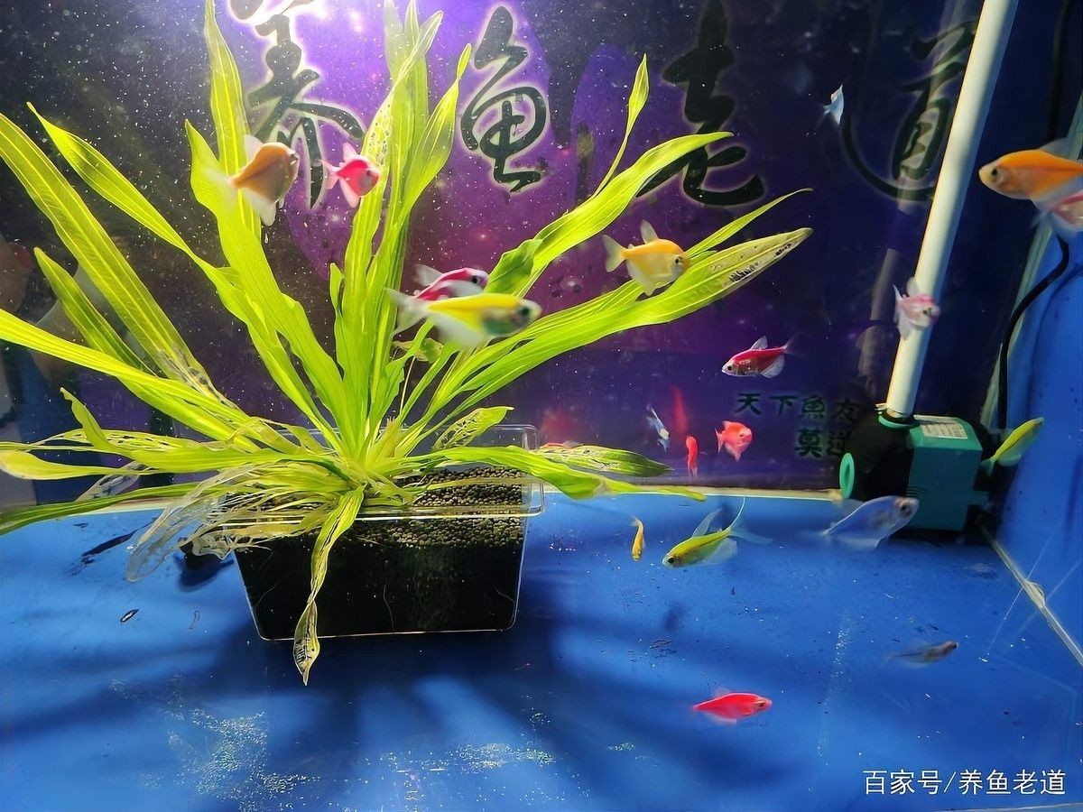 換水時需要加入什么藥物嗎？（換水時需要添加什么藥物嗎）
