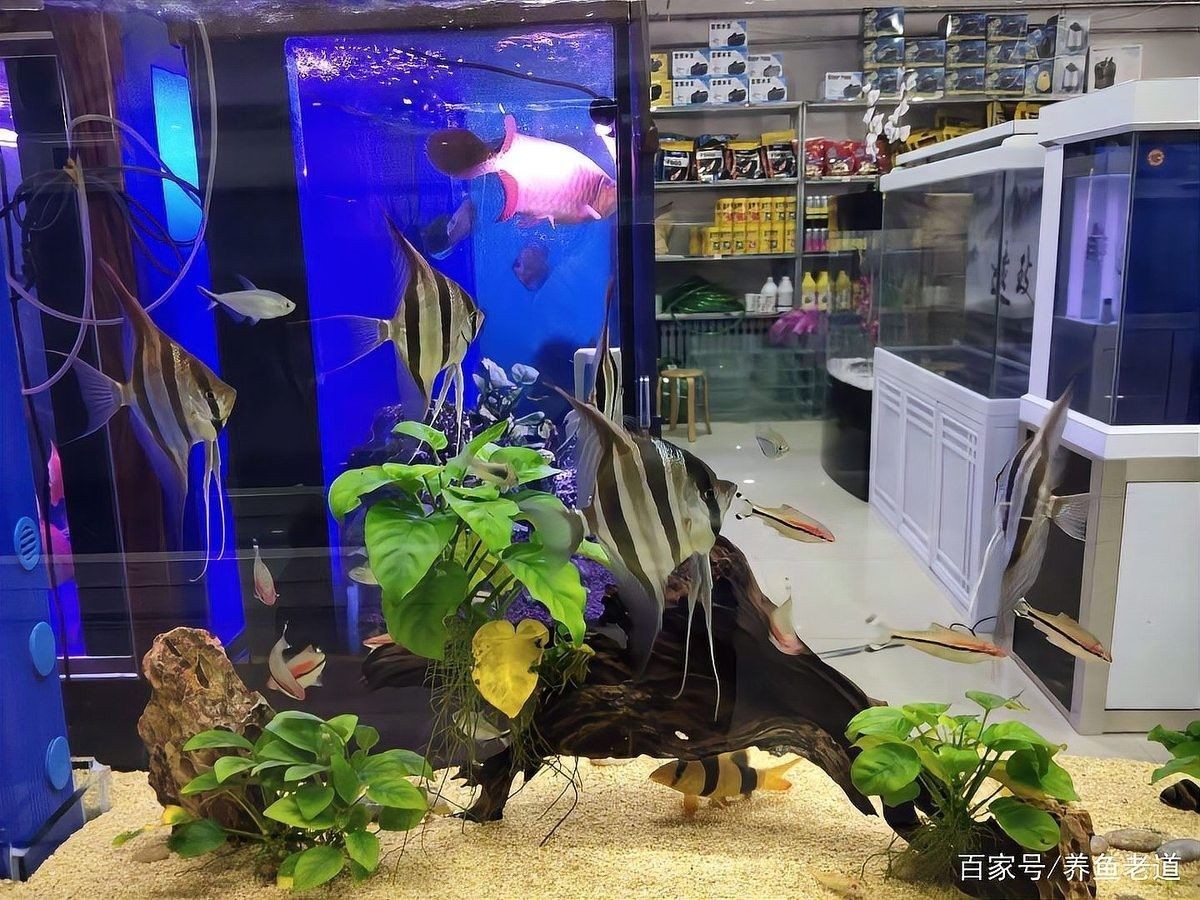 換水時需要加入什么藥物嗎？（換水時需要添加什么藥物嗎）