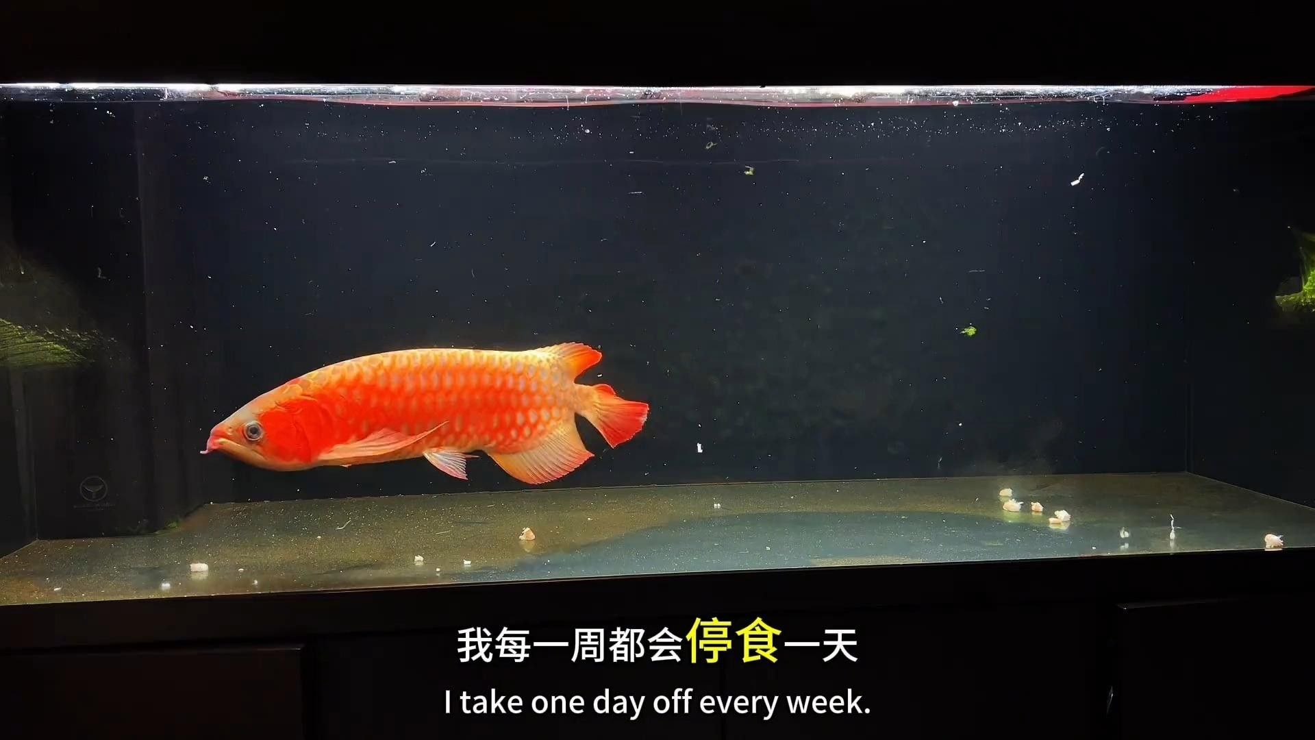 小型龍魚（關于小型龍魚的一些信息）