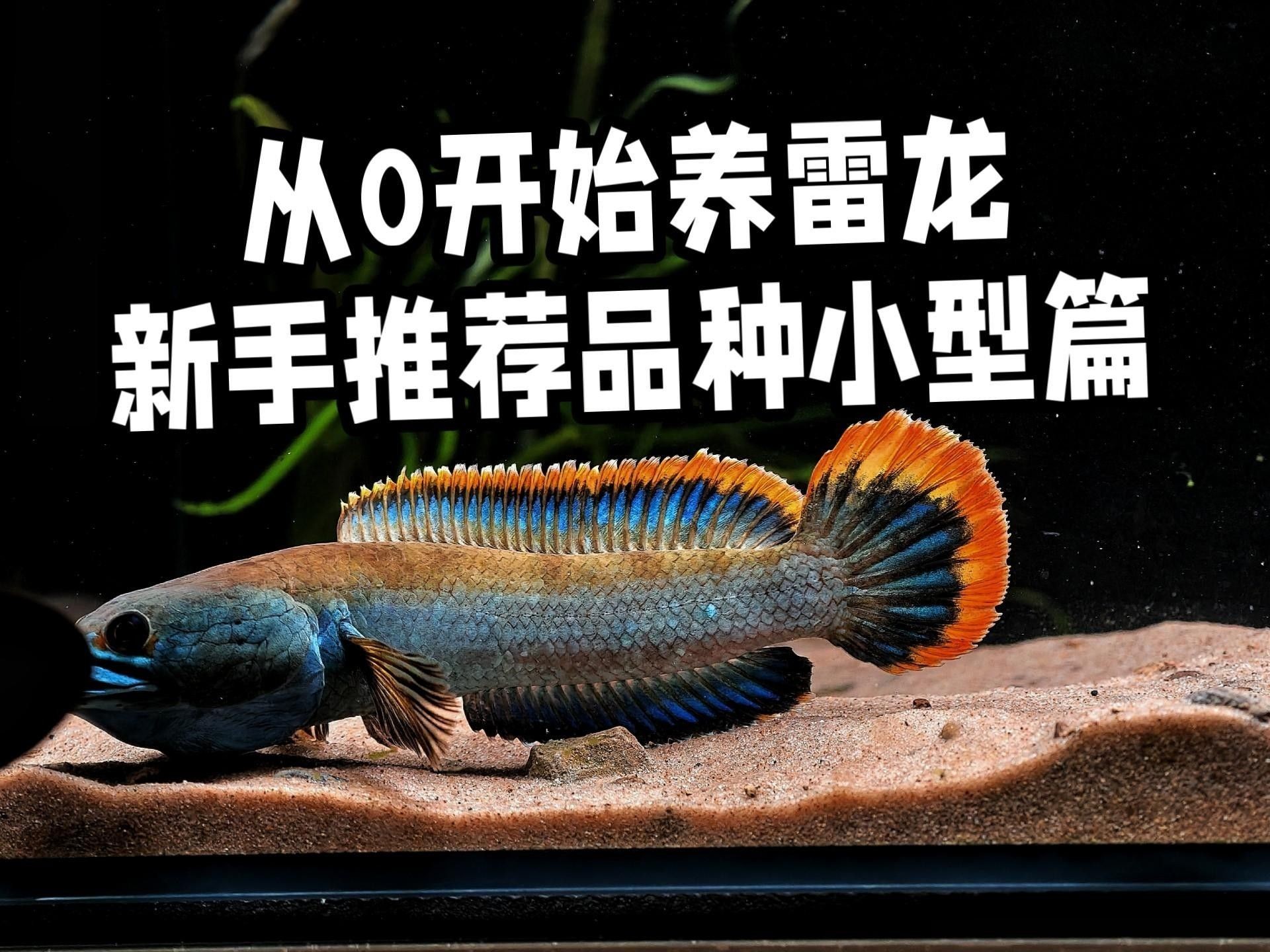 小型龍魚（關于小型龍魚的一些信息）