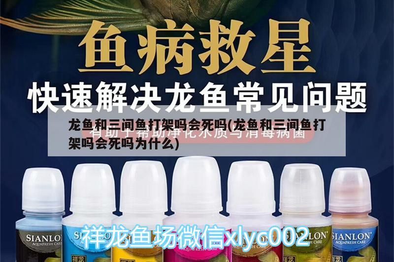 龍魚眼睛爛了一個窟窿怎么治，治療龍魚眼睛爛洞的最佳治療方法是什么 龍魚眼睛爛了一個窟窿怎么治，治療龍魚眼睛爛洞的最佳治療方法是什么 觀賞魚百科 第2張