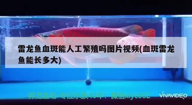 雷龍魚血斑能人工繁殖嗎圖片視頻(血斑雷龍魚能長多大) 雷龍魚血斑能人工繁殖嗎圖片視頻(血斑雷龍魚能長多大) 觀賞魚百科