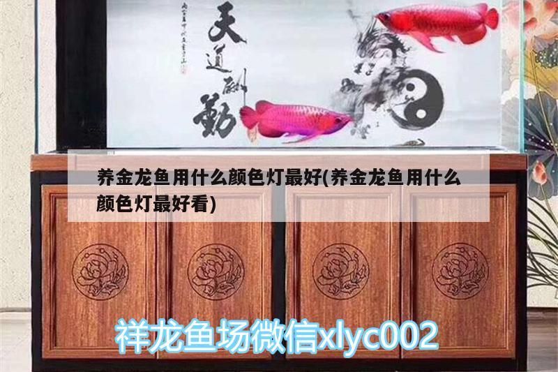 養金龍魚用什么顏色燈最好(養金龍魚用什么顏色燈最好看)