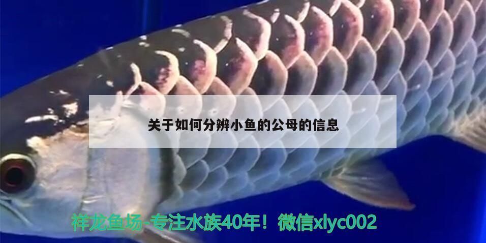 關于如何分辨小魚的公母的信息