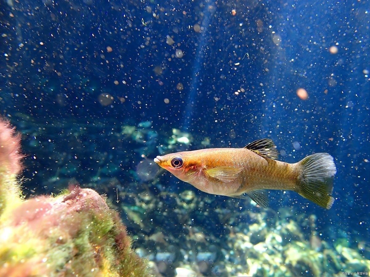 飛鳳魚多久喂一次？