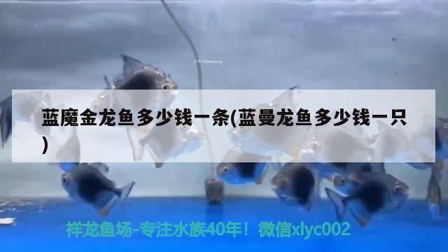 紅龍魚哪個品種好看又好養活一些（龍睛金魚中哪個品種最好養）