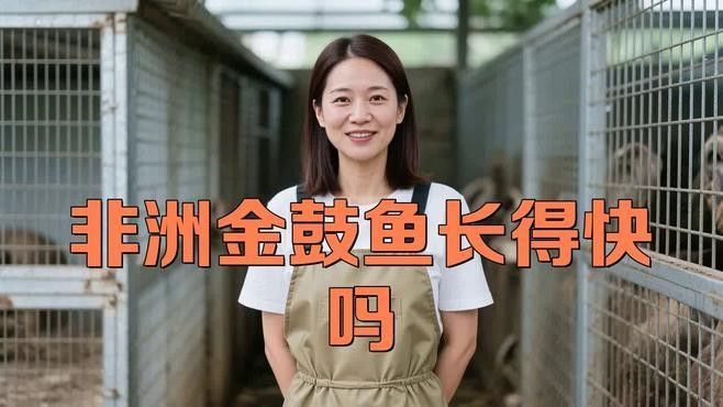 非洲金鼓魚一年長多少厘米