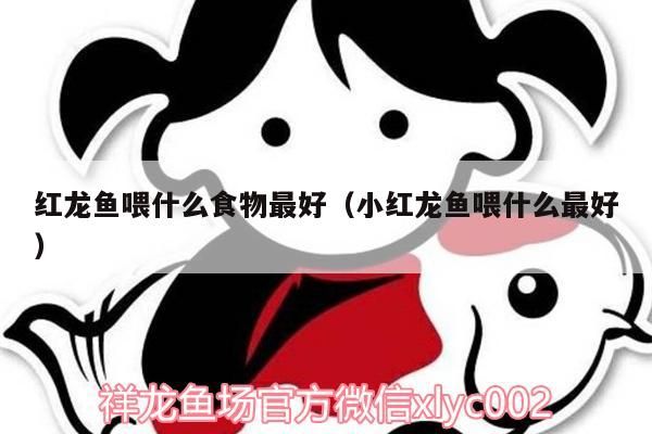 紅龍魚喂什么食物最好（小紅龍魚喂什么最好）