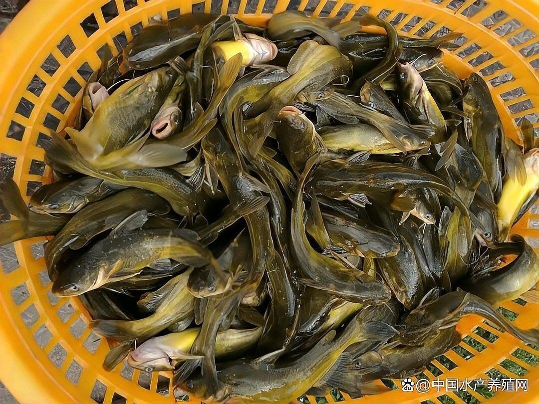 這些魚類的市場價格如何？