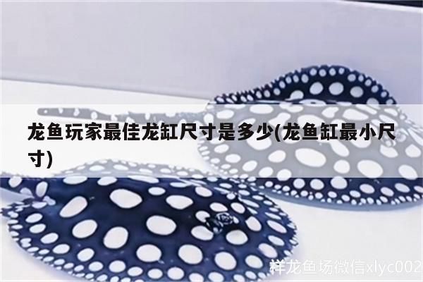 龍魚玩家最佳龍缸尺寸是多少(龍魚缸最小尺寸)