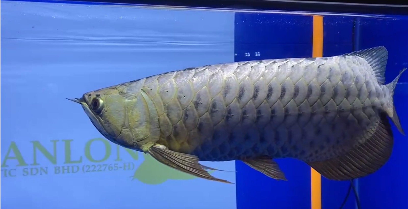 詳細閱讀:2025年第二屆MAFC龍魚爭霸賽金頭大魚組冠軍(2025年mafc龍魚爭霸賽金頭大魚組冠軍) 2025年第二屆MAFC龍魚爭霸賽金頭大魚組冠軍(2025年mafc龍魚爭霸賽金頭大魚組冠軍)