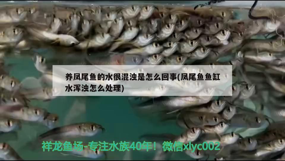 養鳳尾魚的水很混濁是怎么回事(鳳尾魚魚缸水渾濁怎么處理)