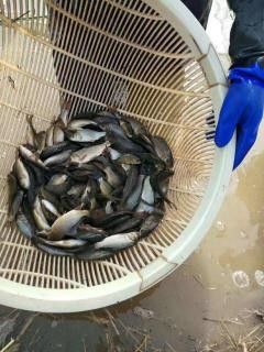 承德縣哪個水族館龍魚好？祥龍魚場龍魚（承德縣祥龍魚場龍魚價格如何？）