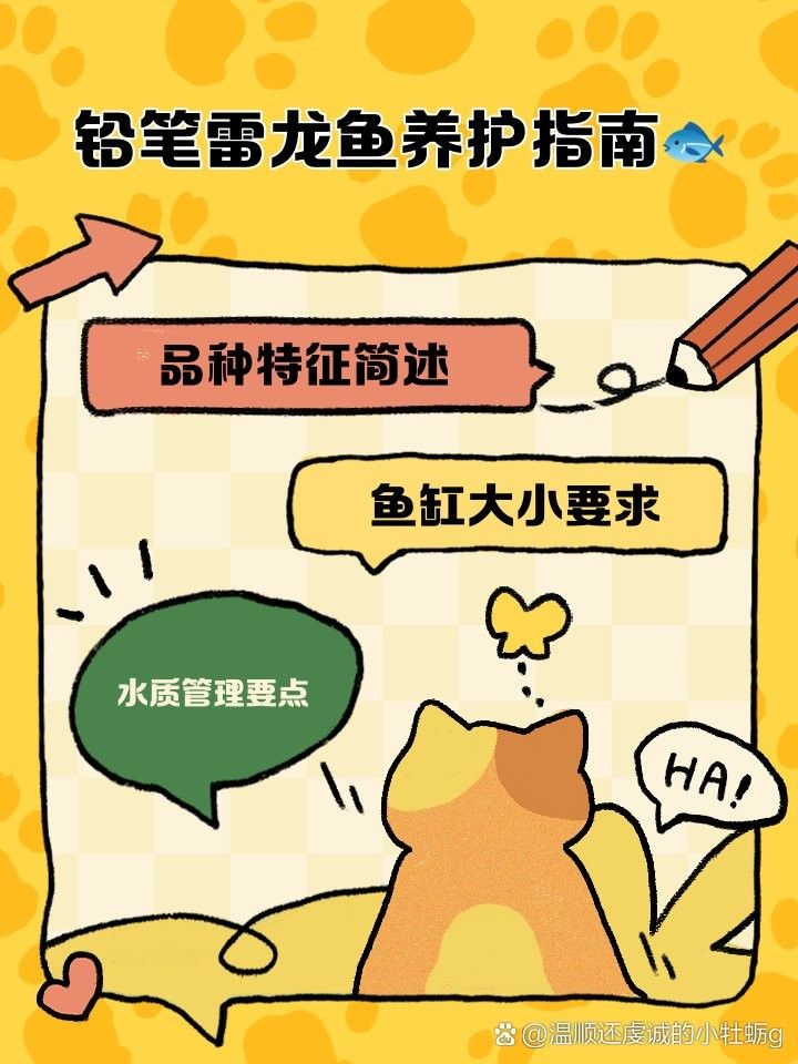 鉛筆雷龍魚最佳飼養(yǎng)環(huán)境
