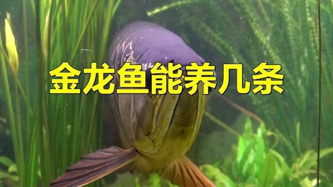 80魚缸適合養幾條金龍魚？（新手如何養出健康龍魚玄寵宿舍金龍魚飼養全攻略）