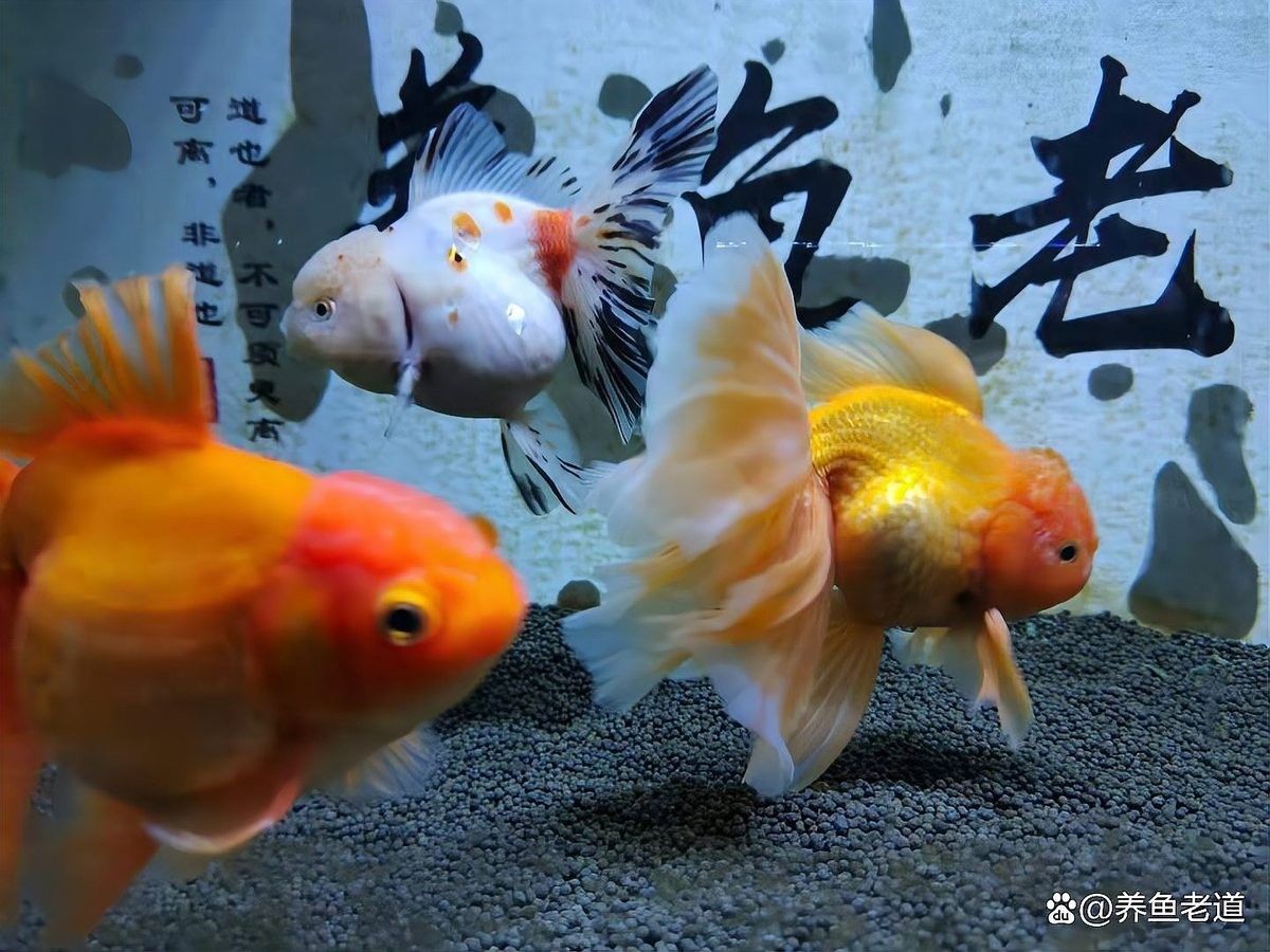 80魚缸適合養幾條金龍魚？（新手如何養出健康龍魚玄寵宿舍金龍魚飼養全攻略）