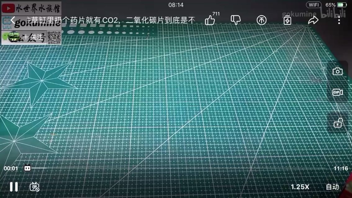 二氧化碳坑 二氧化碳坑 觀賞魚百科 第2張