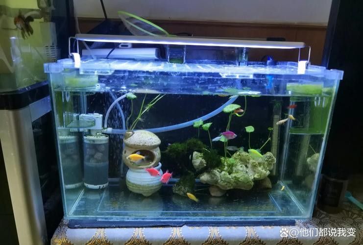 巴西亞魚(yú)的最佳混養(yǎng)搭配