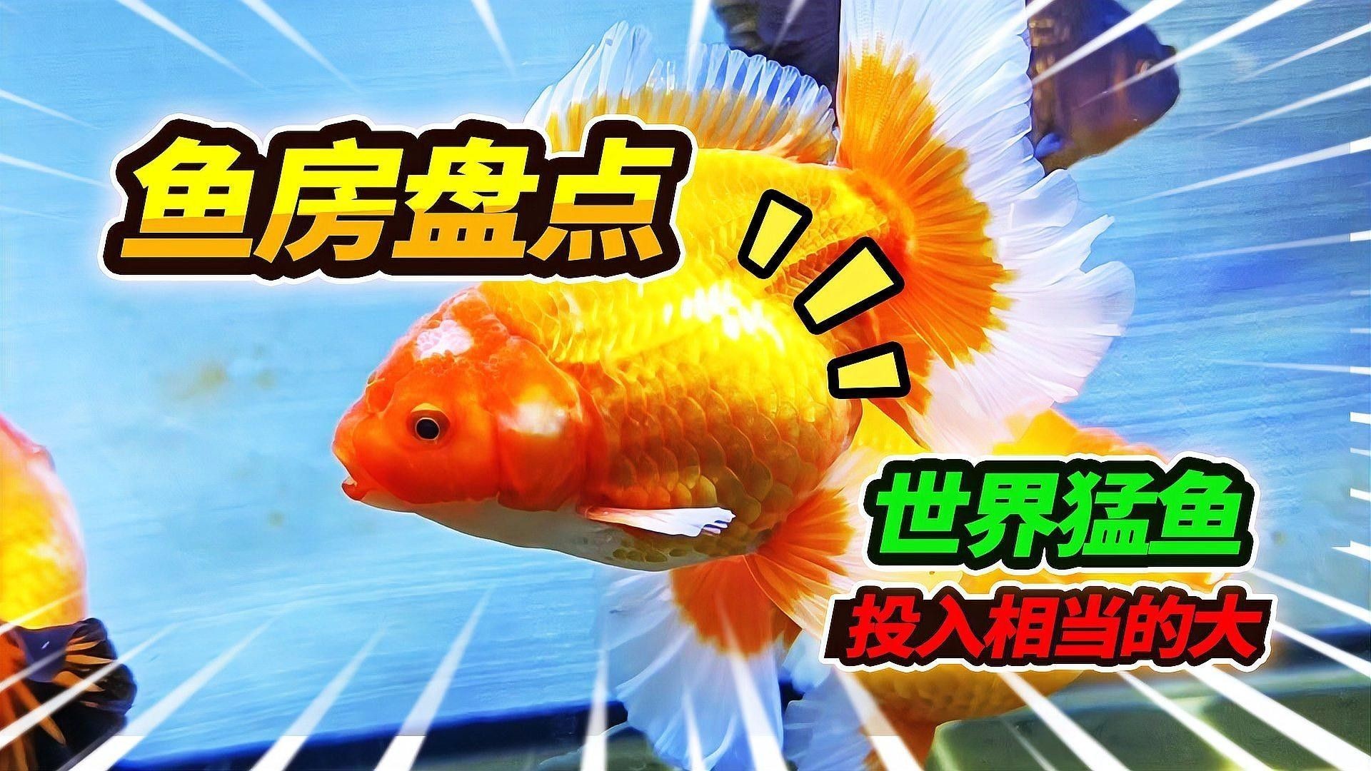 巴西亞魚(yú)的最佳混養(yǎng)搭配